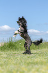 playing Chinese Crested Powderpuff