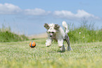 playing Chinese Crested Powderpuff