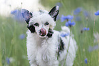 Chinese Crested Powderpuff between flowers