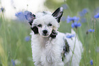 Chinese Crested Powderpuff between flowers