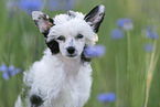 Chinese Crested Powderpuff between flowers