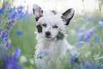 Chinese Crested Powderpuff between flowers