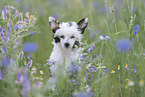 Chinese Crested Powderpuff between flowers