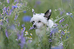 Chinese Crested Powderpuff between flowers