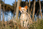 Chinese Crested Powderpuff