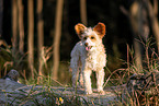 Chinese Crested Powderpuff