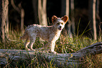 Chinese Crested Powderpuff