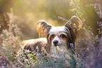Chinese Crested Powderpuff