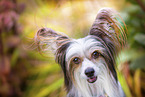 Chinese Crested Powderpuff
