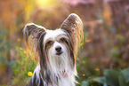 Chinese Crested Powderpuff