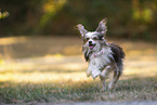 Chinese Crested Powderpuff