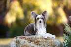 Chinese Crested Powderpuff