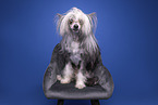 Chinese Crested Powderpuff