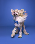 Chinese Crested Powderpuff