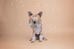 Chinese Crested Powderpuff
