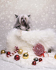 Chinese Crested Powderpuff
