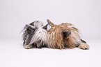 Chinese Crested Powderpuff