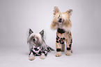 Chinese Crested Powderpuff