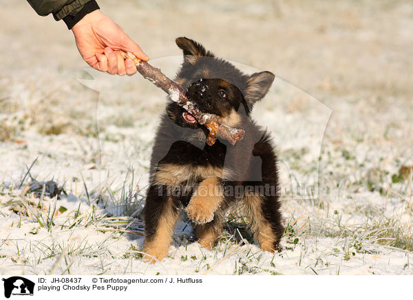 playing Chodsky Pes Puppy / JH-08437