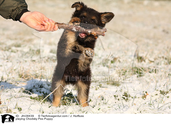 playing Chodsky Pes Puppy / JH-08439