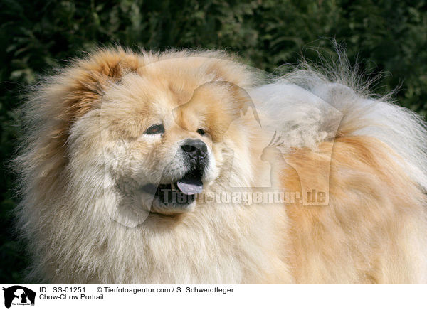 Chow-Chow Portrait / Chow-Chow Portrait / SS-01251