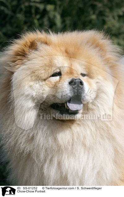 Chow-Chow Portrait / SS-01252