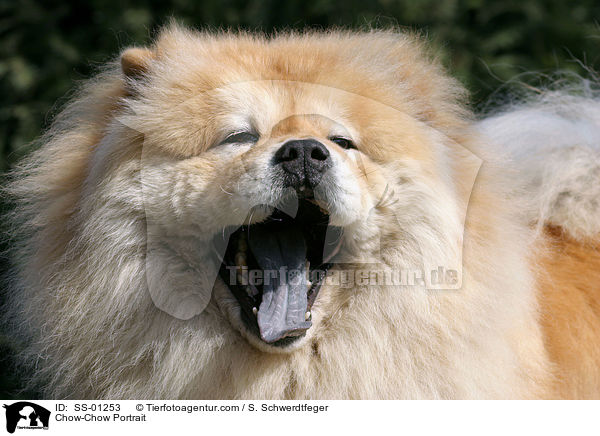 Chow-Chow Portrait / SS-01253