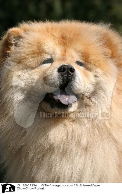 Chow-Chow Portrait / SS-01254