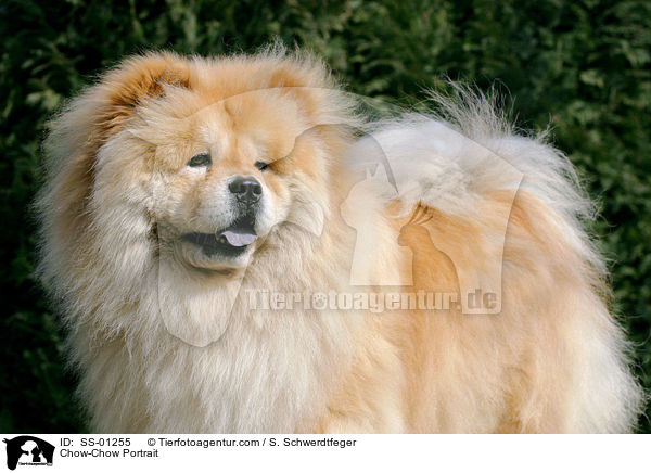 Chow-Chow Portrait / Chow-Chow Portrait / SS-01255