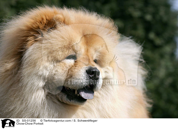 Chow-Chow Portrait / SS-01256