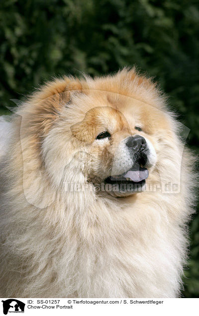 Chow-Chow Portrait / Chow-Chow Portrait / SS-01257