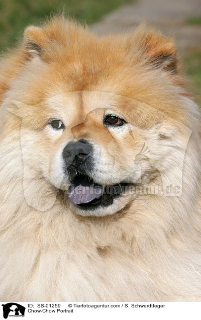 Chow-Chow Portrait / Chow-Chow Portrait / SS-01259