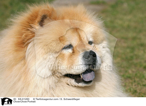 Chow-Chow Portrait / Chow-Chow Portrait / SS-01260