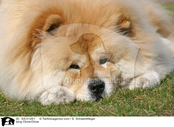 liegender Chow-Chow / lying Chow-Chow / SS-01261