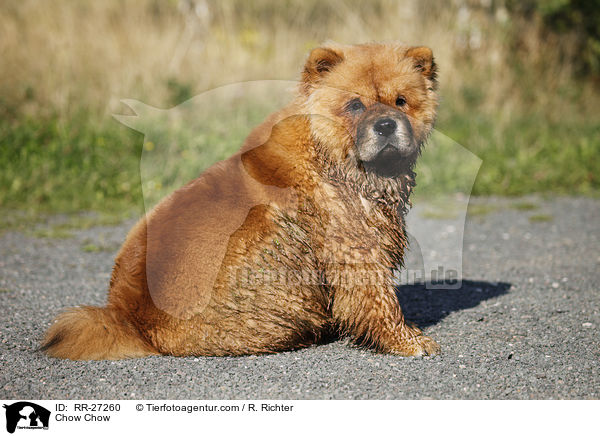 Chow Chow / Chow Chow / RR-27260