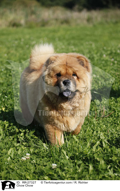 Chow Chow / Chow Chow / RR-27327