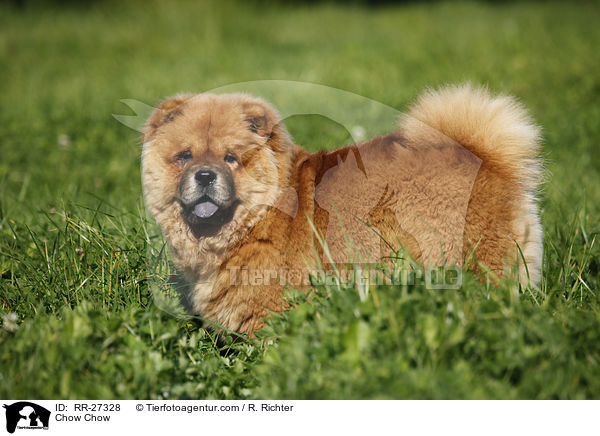 Chow Chow / Chow Chow / RR-27328