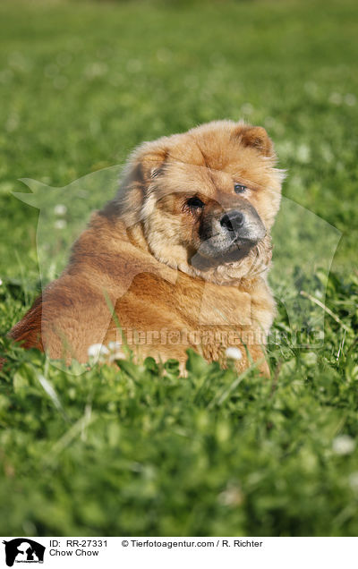 Chow Chow / Chow Chow / RR-27331