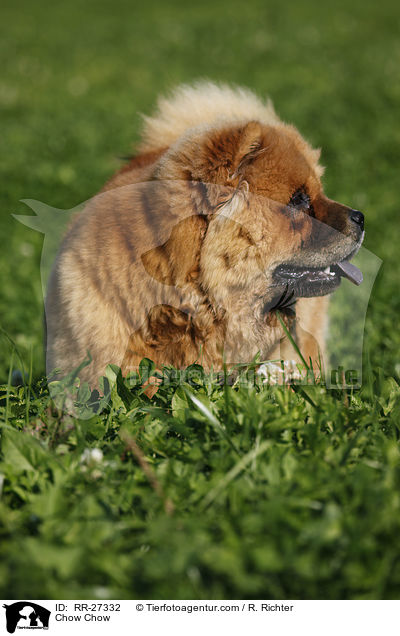 Chow Chow / Chow Chow / RR-27332