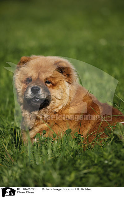 Chow Chow / Chow Chow / RR-27336