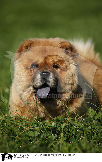 Chow Chow / Chow Chow / RR-27337