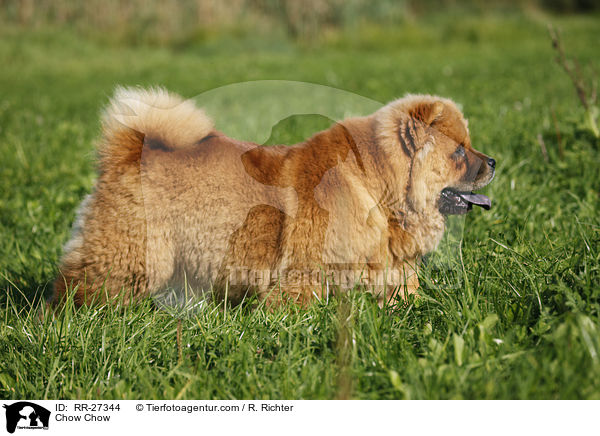 Chow Chow / Chow Chow / RR-27344