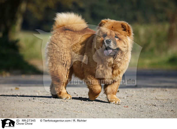 Chow Chow / Chow Chow / RR-27345