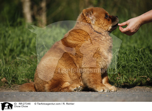 Chow Chow / Chow Chow / RR-27346