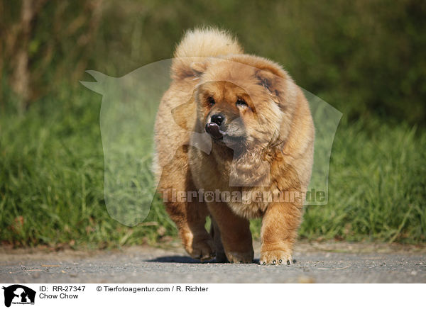 Chow Chow / Chow Chow / RR-27347