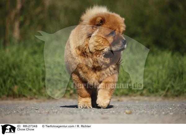 Chow Chow / Chow Chow / RR-27348