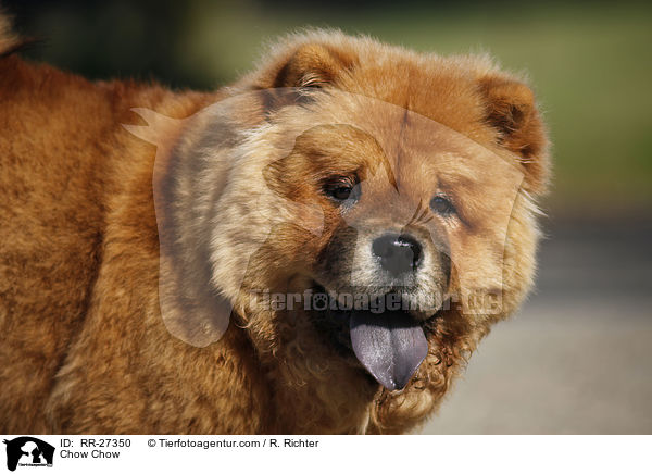 Chow Chow / RR-27350