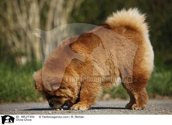 Chow Chow / Chow Chow / RR-27354