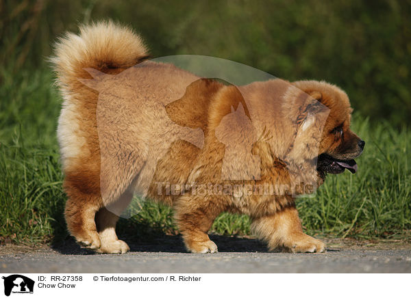 Chow Chow / Chow Chow / RR-27358