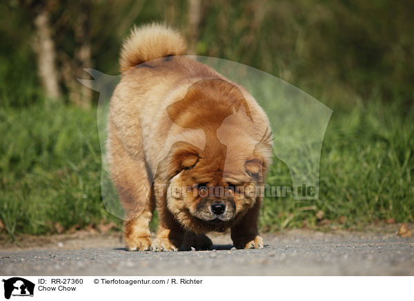 Chow Chow / Chow Chow / RR-27360